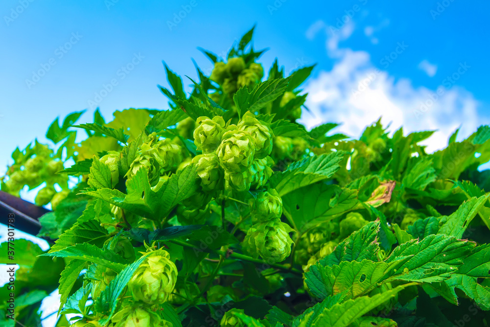 Hop cones are an ingredient for beer. Bottom view. Natural green hops against a blue sky. Hop cones are an ingredient for beer. Bottom view. Natural green hops against a blue sky.