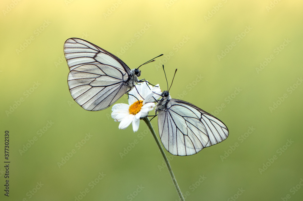 Fototapeta premium Two butterflies Aporia crataegi covered with dew sits on a summer morning on a daisy flower