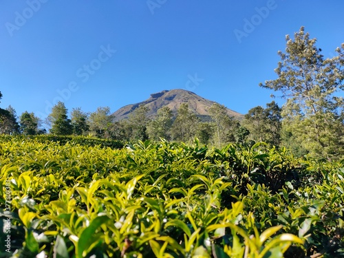 Sindoro mountain in java island. With a background sindoro mountain combined clear blue sky.The tea garden below  photo