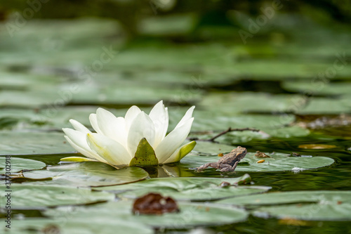 selective focus of a young Toad climbing up onto a lily pad with white flower on a pond