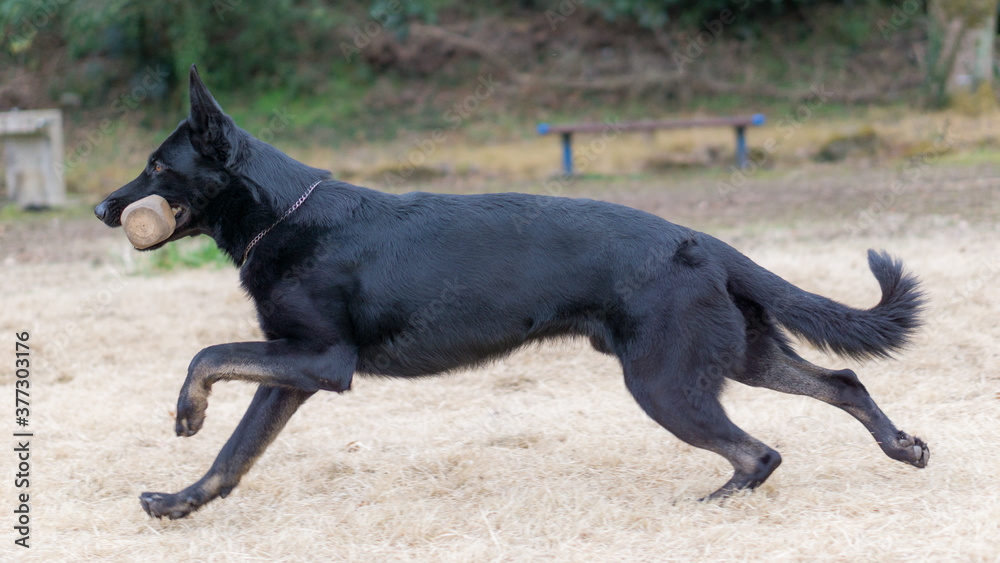 ジャーマンシェパードドッグ 犬 ブラックシェパード 警察犬 ジャーマンシェパードドッグ 犬 ブラックシェパード 警察犬