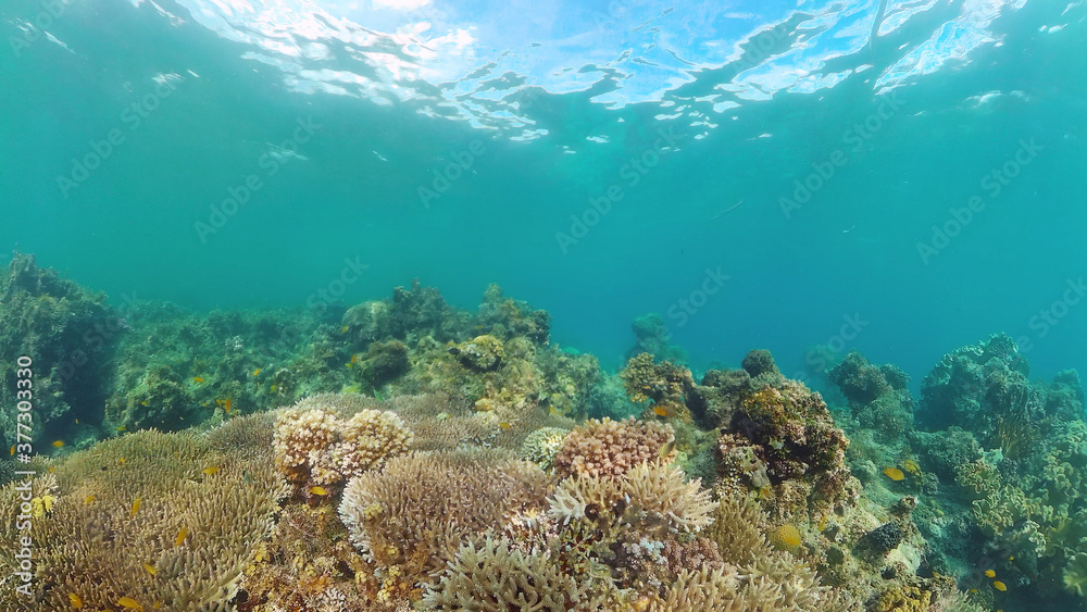 Fototapeta premium Coral reef underwater with fishes and marine life. Coral reef and tropical fish. Panglao, Bohol, Philippines.