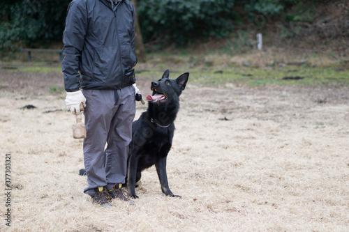 ジャーマンシェパードドッグ 犬 ブラックシェパード 警察犬