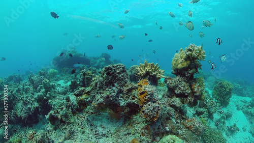 Fototapeta Naklejka Na Ścianę i Meble -  Tropical Fish Corals Marine Reef. Underwater Sea Tropical Life. Tropical underwater sea fishes. Underwater fish reef marine. Tropical colorful underwater seascape. Panglao, Bohol, Philippines.