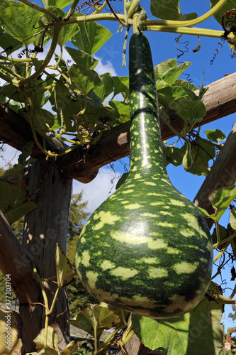 Speckled Swan or Korba Gourd hanging on the Vine photo