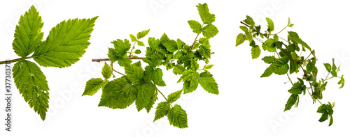Obraz na plátně green sprout of raspberry bush on a white background