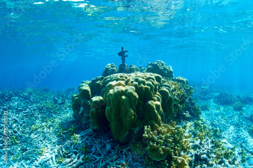 Fototapeta Naklejka Na Ścianę i Meble -  House reef coral
