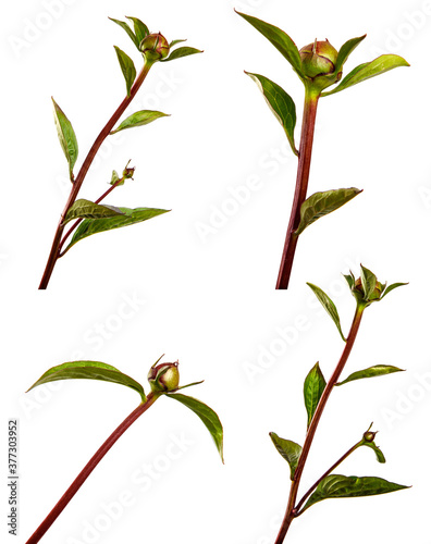 sprouts of a peony bush with unblown buds on a white background. set, collection