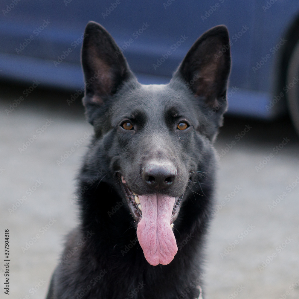 ジャーマンシェパードドッグ　犬　ブラックシェパード　警察犬