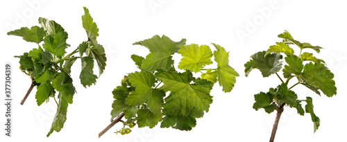 young sprout of currant with green leaves on a white background. set, collection