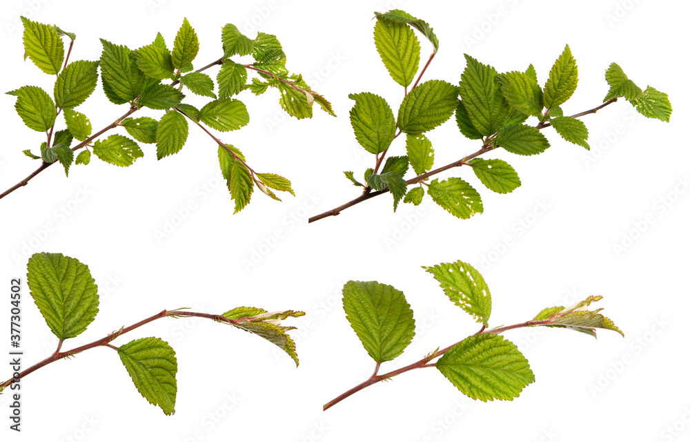 branch of felt cherry with green leaves on a white background. set, collection branch of felt cherry with green leaves on a white background. set, collection