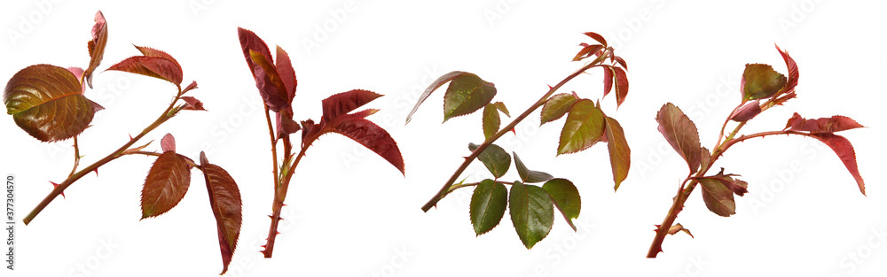 young sprout of a rose bush with leaves on a white background. set, collection young sprout of a rose bush with leaves on a white background. set, collection