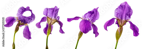 blooming purple iris flower on a white background. set, collection