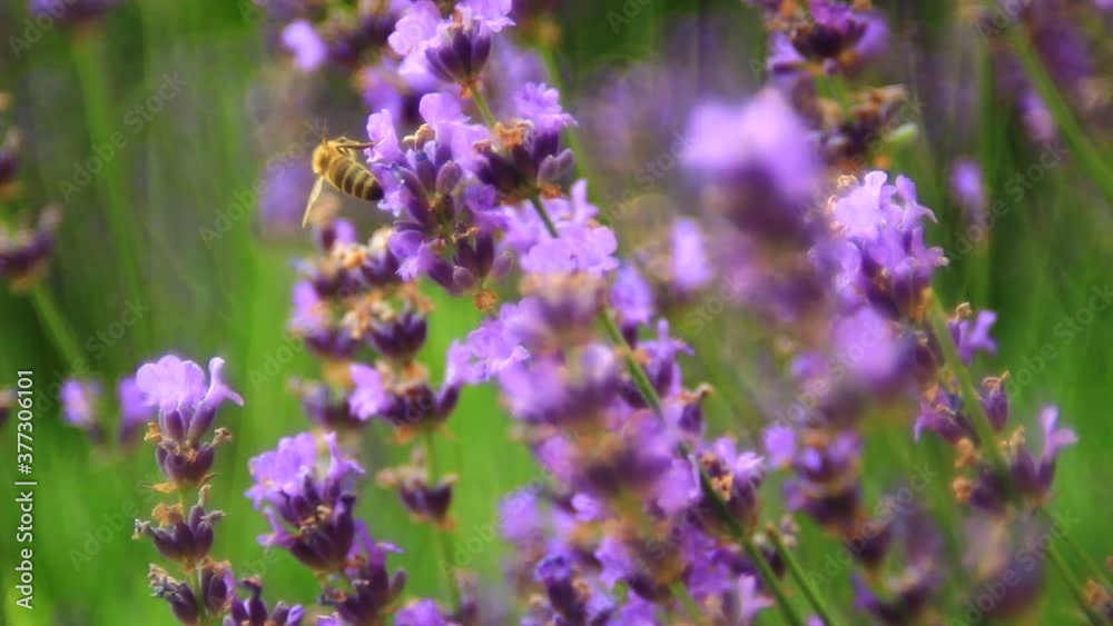 Close up of beautiful flowers of lavender on the field. Close up of beautiful flowers of lavender on the field.