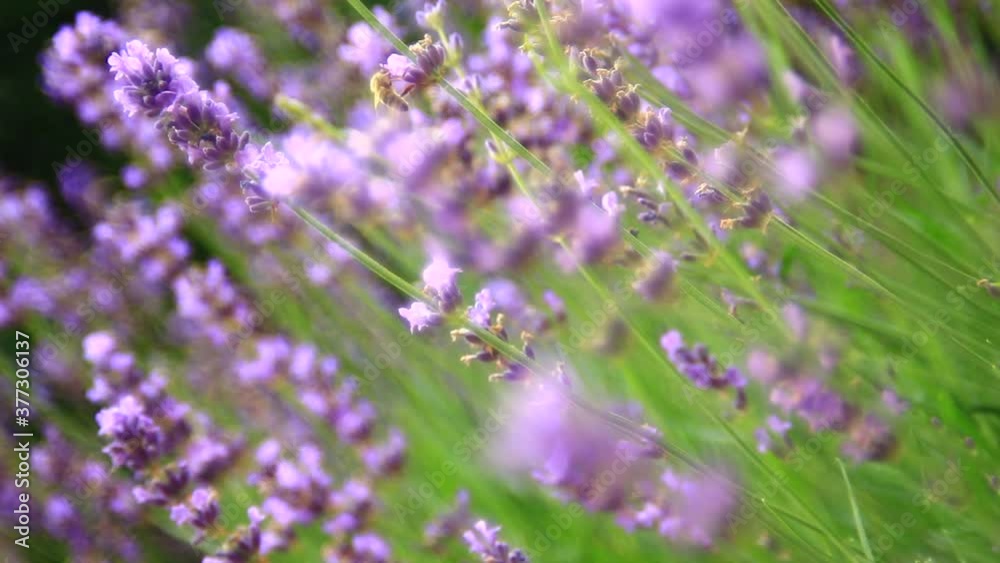 Close up of beautiful flowers of lavender on the field. Close up of beautiful flowers of lavender on the field.