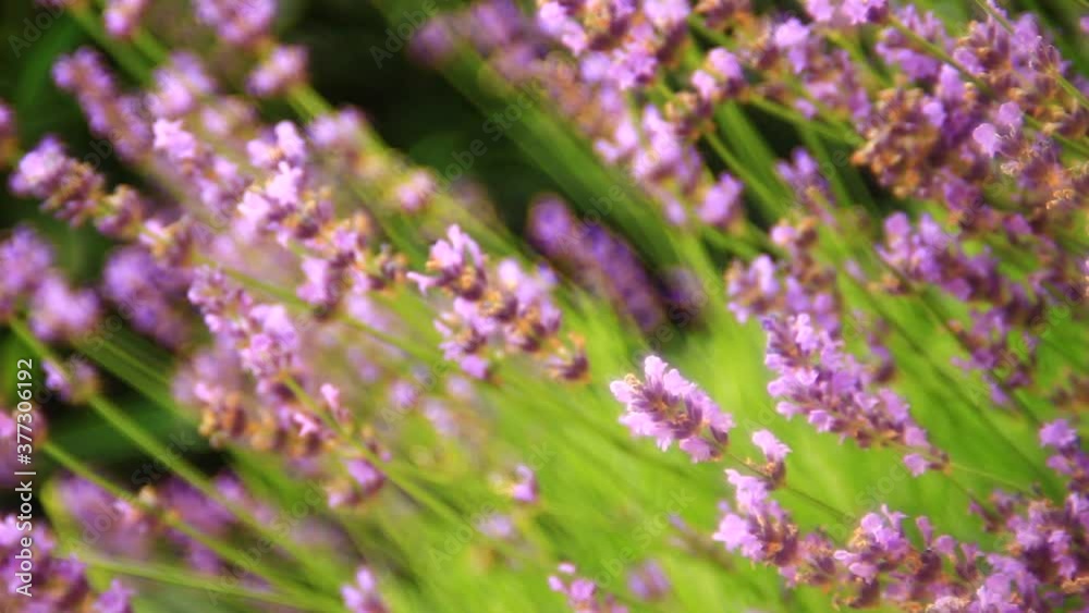 Close up of beautiful flowers of lavender on the field. Close up of beautiful flowers of lavender on the field.