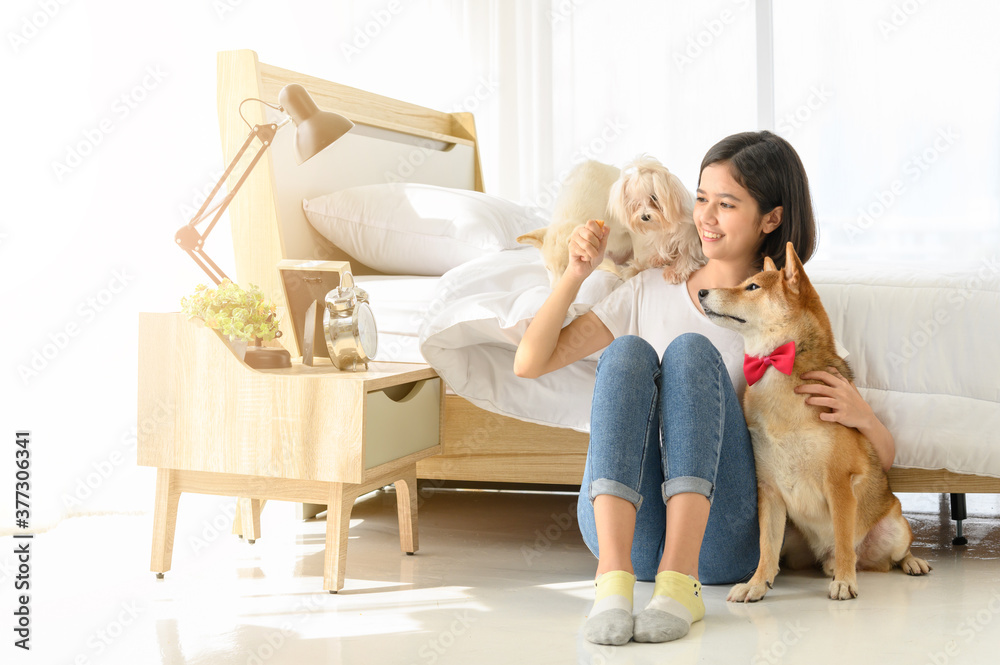 Fototapeta premium Young Asian woman relaxing and playing with three dogs (brown shiba inu, white shiba puppy and white maltese)in bedroom at home, Cheerful and nice couple with people and pet. Pet Lover concept