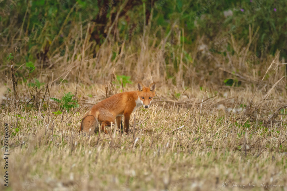 Renard dans la prairie Renard dans la prairie