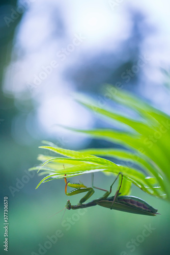 European mantis - Mantis  Mantis religiosa   Insectos  Arthropodos  Cantabria  Spain  Europe