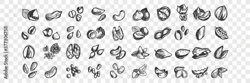 Nuts doodle set. Collection of hand drawn sketche templates patterns of almond cashews macadamia peanuts cedar pistachios hazelnuts walnuts seeds on transparent background. Natural food illustration.