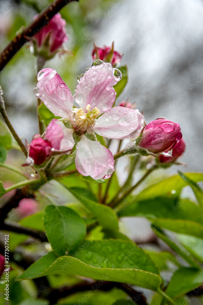 Flor de Manzano Flor de Manzano