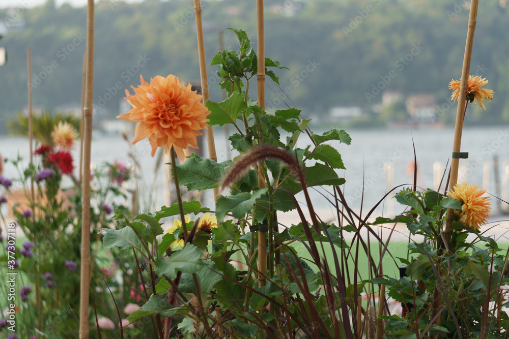 Fiori sul lago