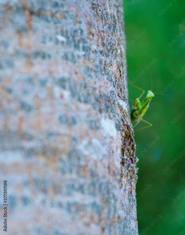 European mantis - Mantis (Mantis religiosa), Insectos, Arthropodos, Cantabria, Spain, Europe European mantis - Mantis (Mantis religiosa), Insectos, Arthropodos, Cantabria, Spain, Europe