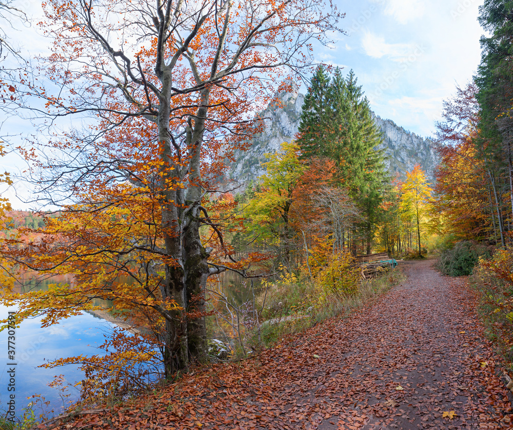 Obraz premium beautiful walkway along lake Laudachsee, Grunberg mountain, autumnal landscape austria