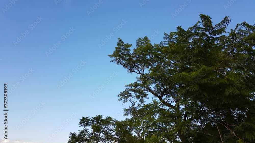 Crow Flying on Cloudy Sky from a tree Crow Flying on Cloudy Sky from a tree