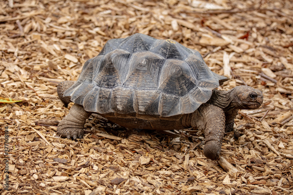 Obraz premium tortuga animal fauna naturaleza cesped