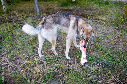 A large gray and white dog with a bone, in a forest clearing