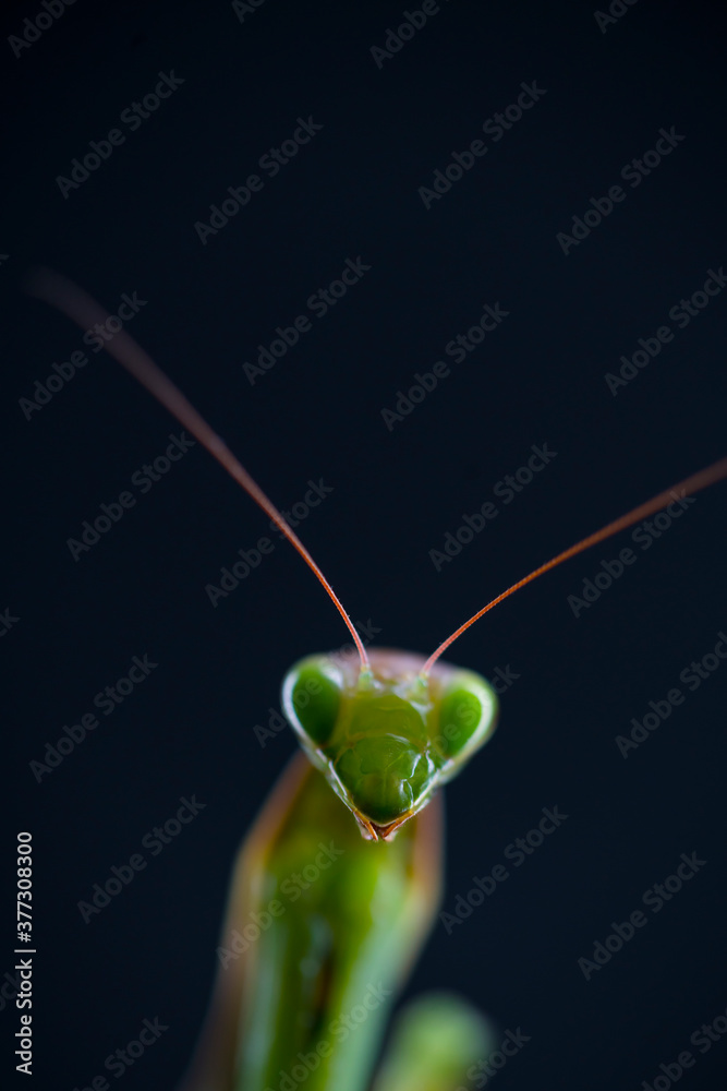 European mantis - Mantis (Mantis religiosa), Insectos, Arthropodos, Cantabria, Spain, Europe European mantis - Mantis (Mantis religiosa), Insectos, Arthropodos, Cantabria, Spain, Europe