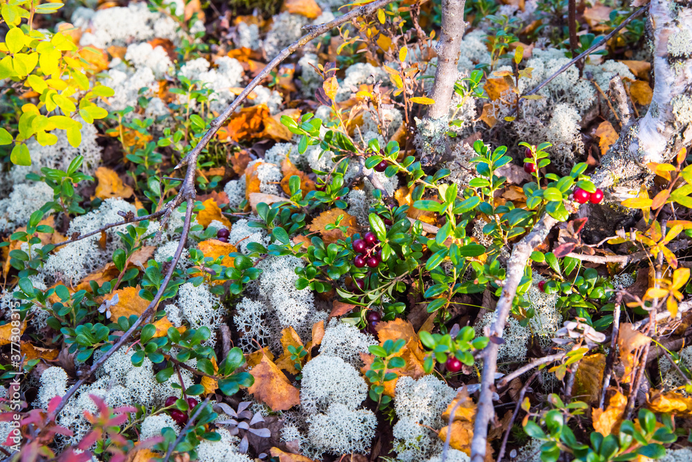 Blueberries, cranberries in the forest Blueberries, cranberries in the forest