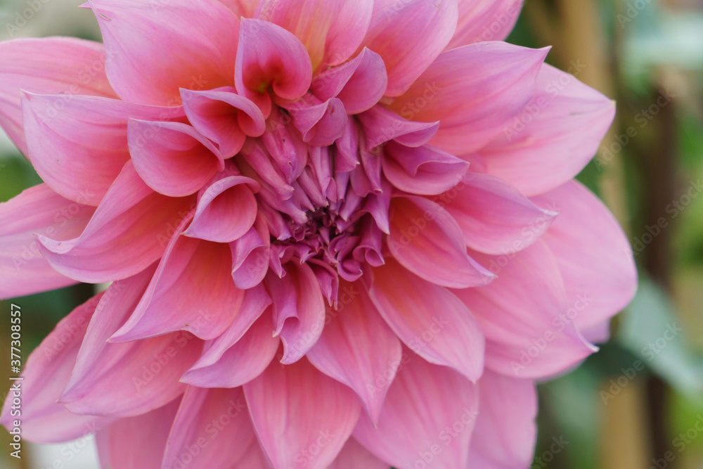 Fiori