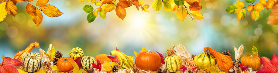 Colorful wide autumn bokeh background with rays of the sun and a frame of decorative pumpkins, foliage and other ornate natural objects 