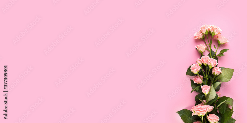Light pink rose on the light pink background. Flowers composition. Floral pink background with copy space. rose petals isolated on pink background for valentines day. Long wide banner. Light pink rose on the light pink background. Flowers composition. Floral pink background with copy space. rose petals isolated on pink background for valentines day. Long wide banner.