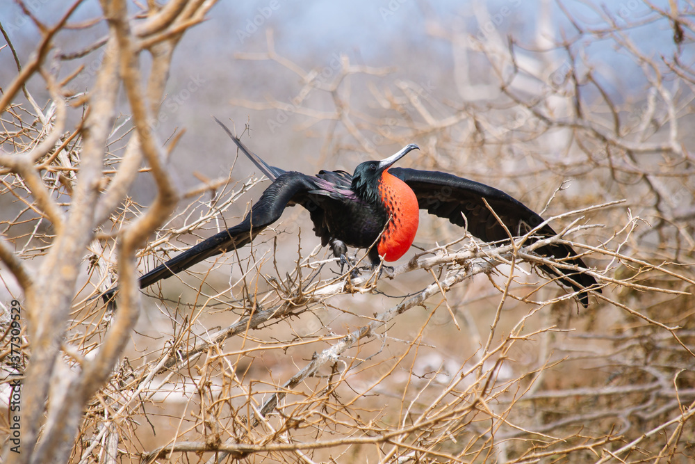 Fototapeta premium galapagos wildlife, magnificent frigatebird with red