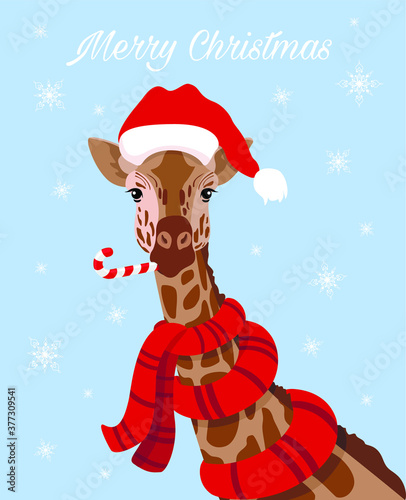 Hand drawn vector illustration of cute animals, giraffe in Santa hats. Concept Christmas card, invite.  in a warm red scarf. Sketch of the giraffe facial head. Vector illustration christmas sweets 