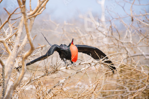 galapagos wildlife, magnificent frigatebird with red photo