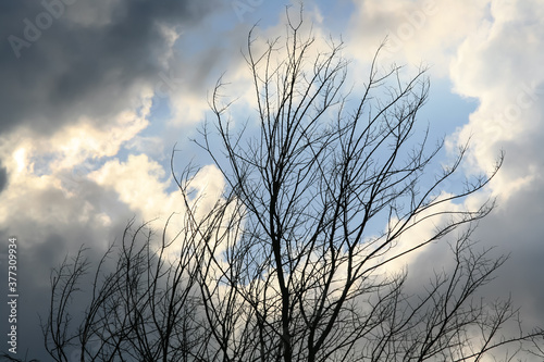 Silhouette of dried up tree. clouds and sky.