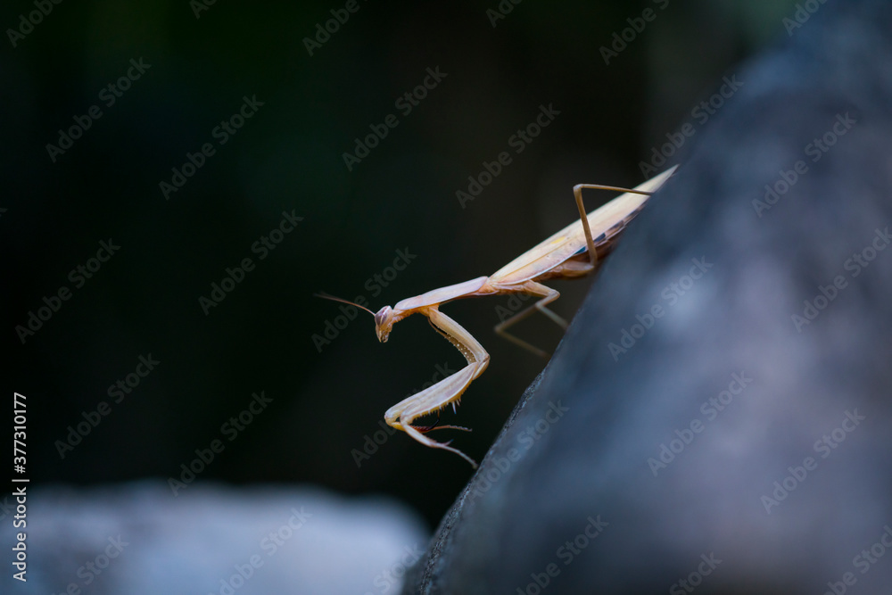 European mantis - Mantis (Mantis religiosa), Insectos, Arthropodos, Cantabria, Spain, Europe