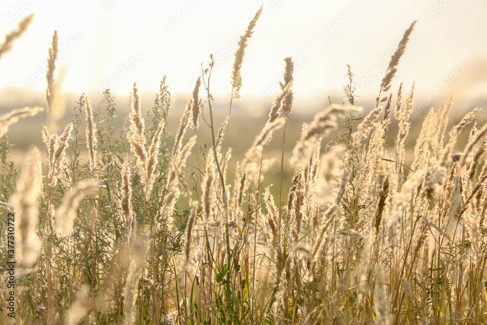 field of dried flowers. a field of wheat field of dried flowers. a field of wheat