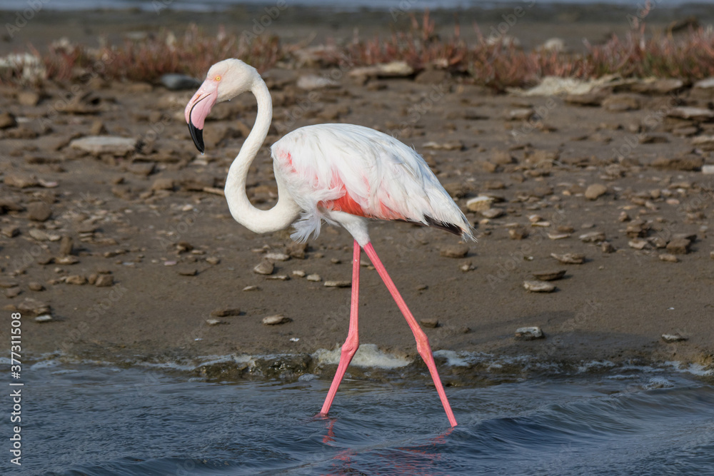 Lonaly pink famingo with long legs and yellow eyes in cold ocean water. Namibia Lonaly pink famingo with long legs and yellow eyes in cold ocean water. Namibia