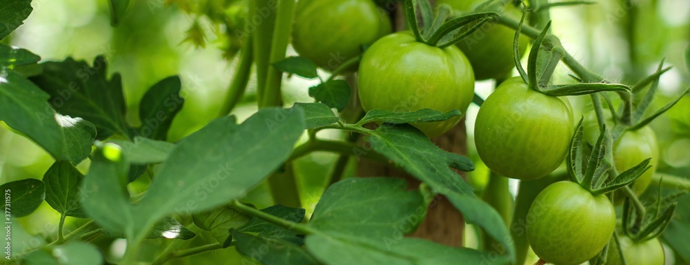 Unripe green tomatoes on a branch growing in the garden. Agriculture, harvest, summer concept.	