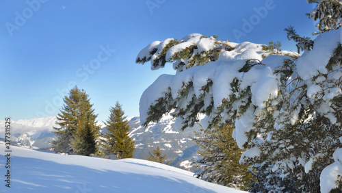 close on snow covered a branch of fir in front of snowcapped mountain under b...
