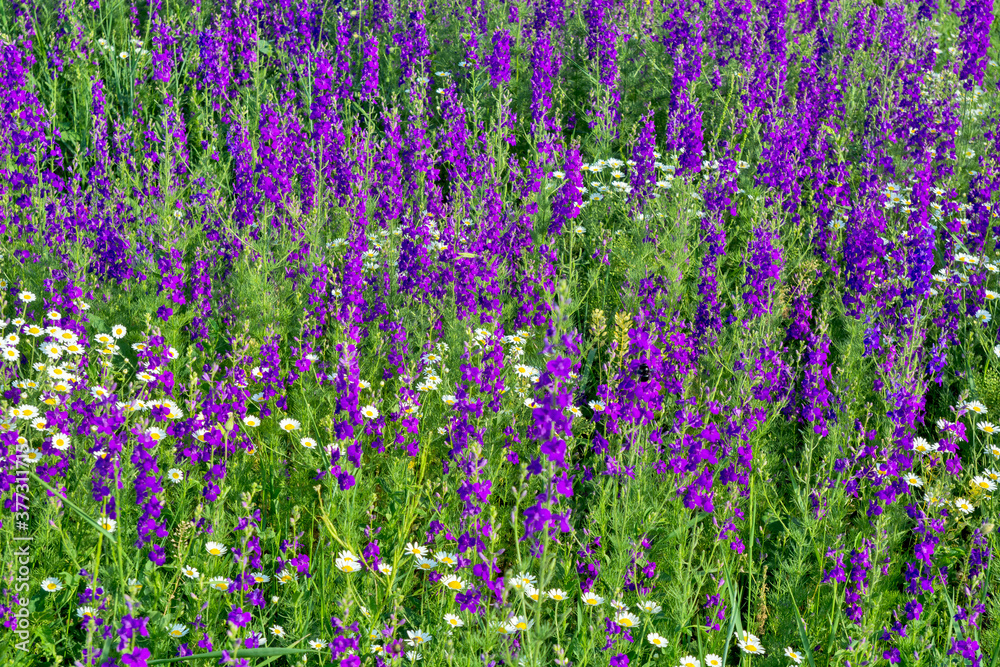 Obraz premium Wild meadow flowers
