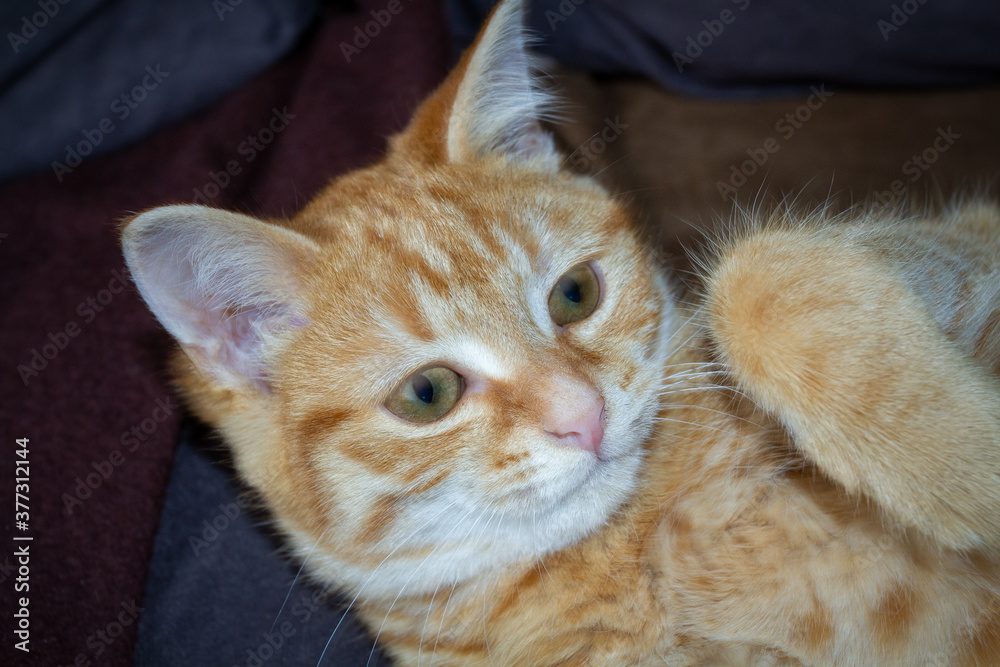 portrait d''une chatte rousse allongée
