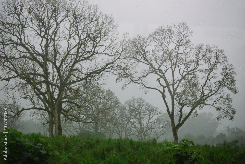 galapagos scenery up in the highlands, trees in the rain and fog of tropical climate galapagos scenery up in the highlands, trees in the rain and fog of tropical climate