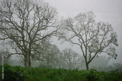 galapagos scenery up in the highlands   trees in the rain and fog of tropical climate