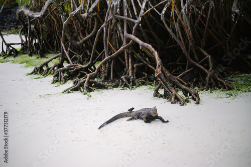 Galápagos marine iguana with a bird on top on the white sand beach